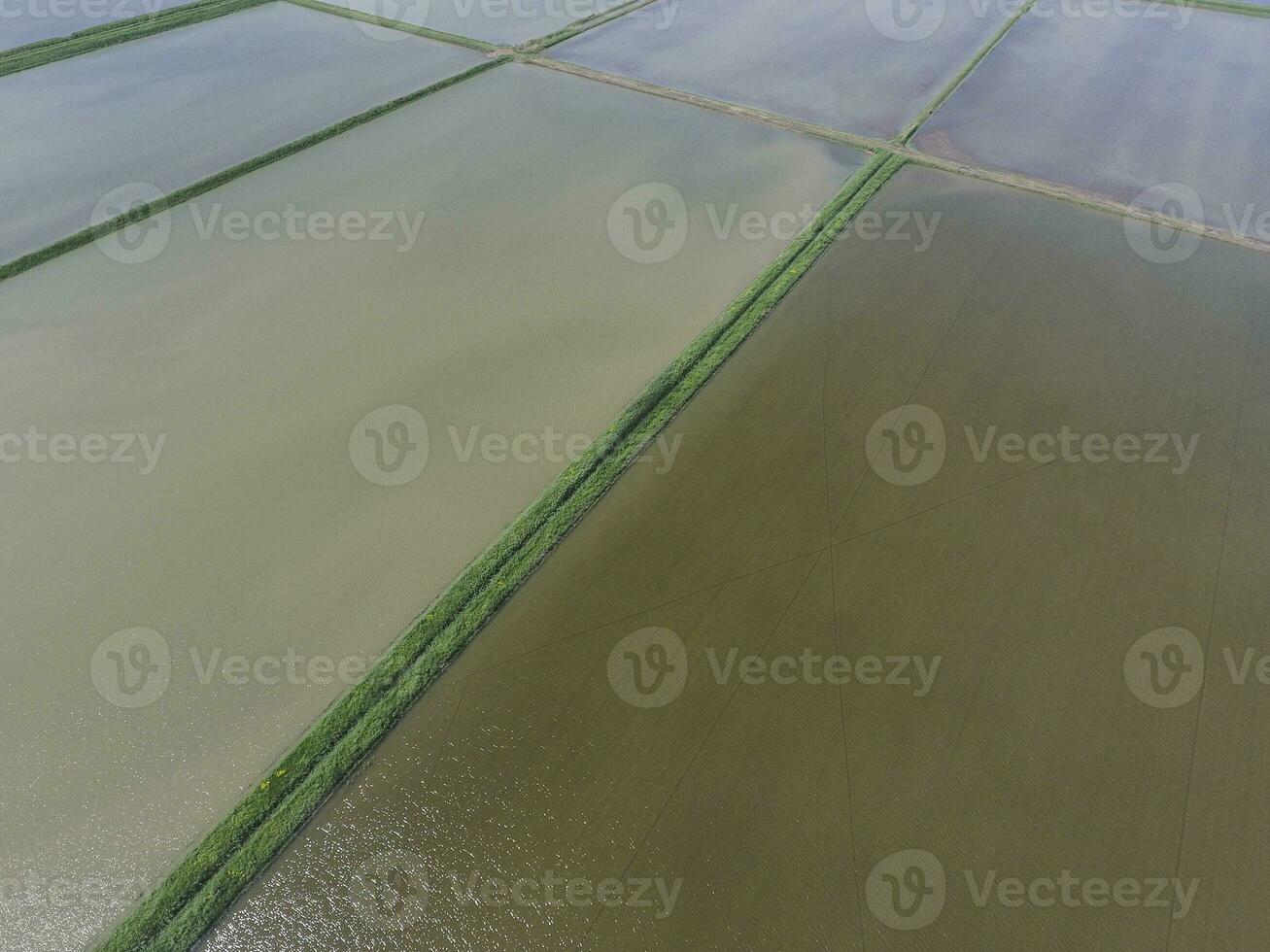 inundado arroz arrozales agronómico métodos de creciente arroz en el F foto