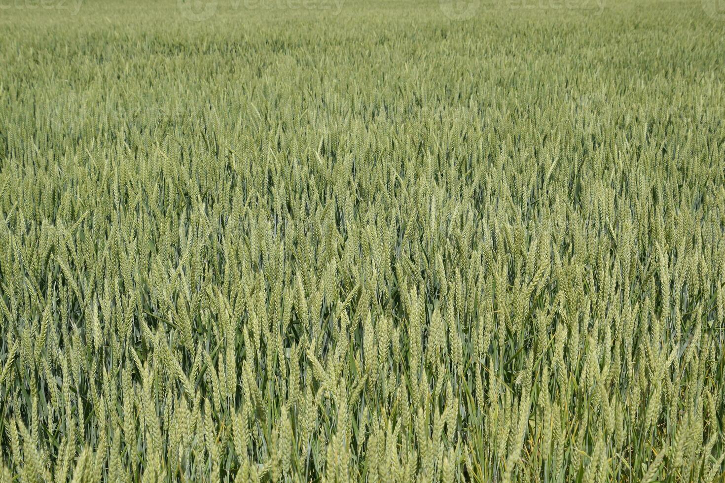 Spikelets of green wheat. Ripening wheat in the field. photo