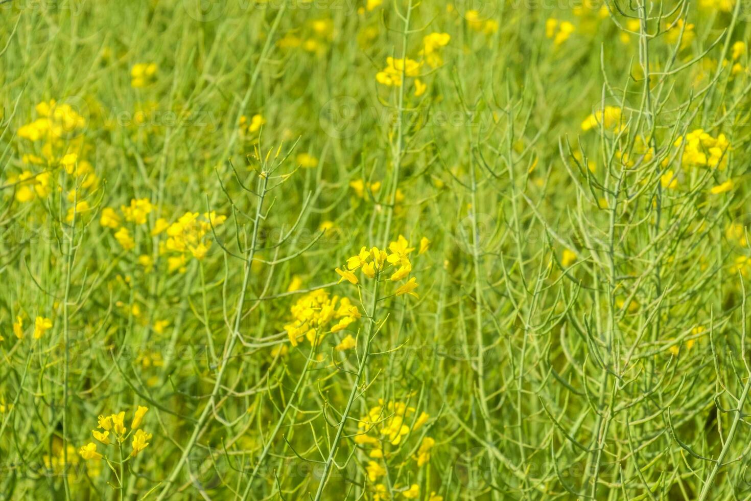 Rapeseed field. Background of rape blossoms. Flowering rape on the field. photo