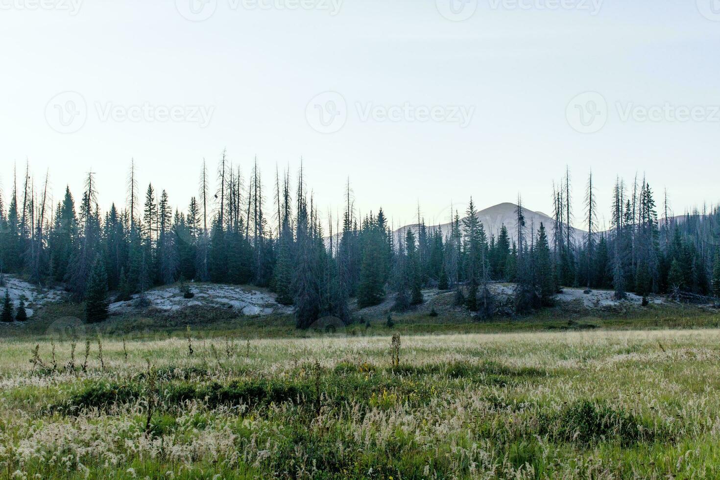 Colorado weminuche desierto paisaje y prado foto