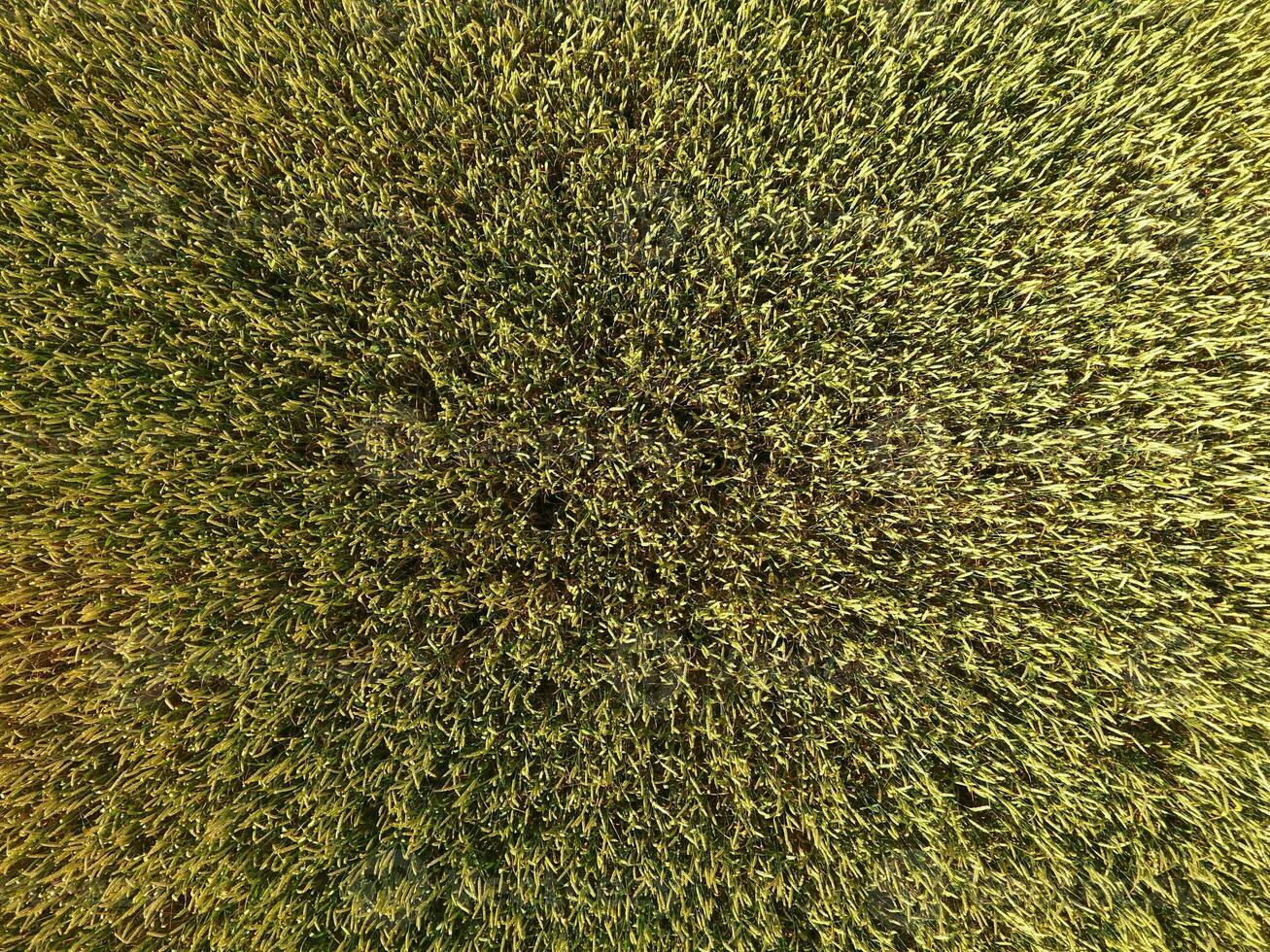 Ripening wheat. Green unripe wheat is a top view. Wheat field photo