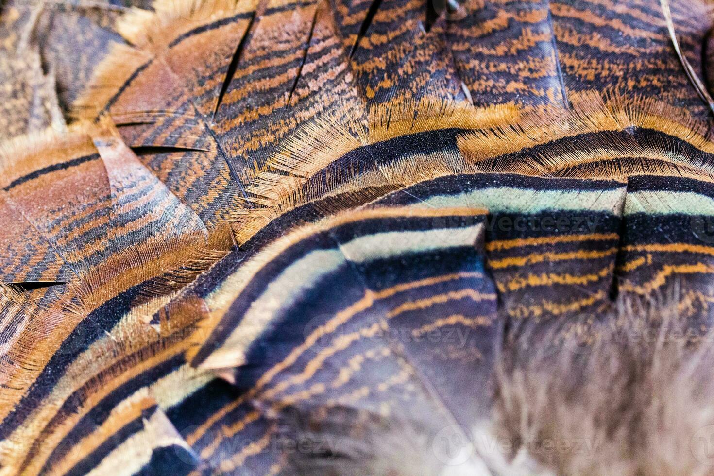 salvaje Turquía plumas cola plumas ventilador foto