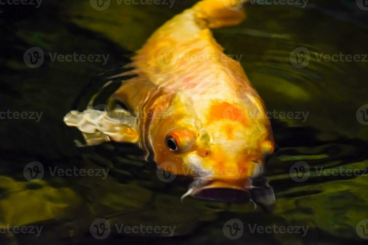 Fish in the aquarium of aquarium, photo