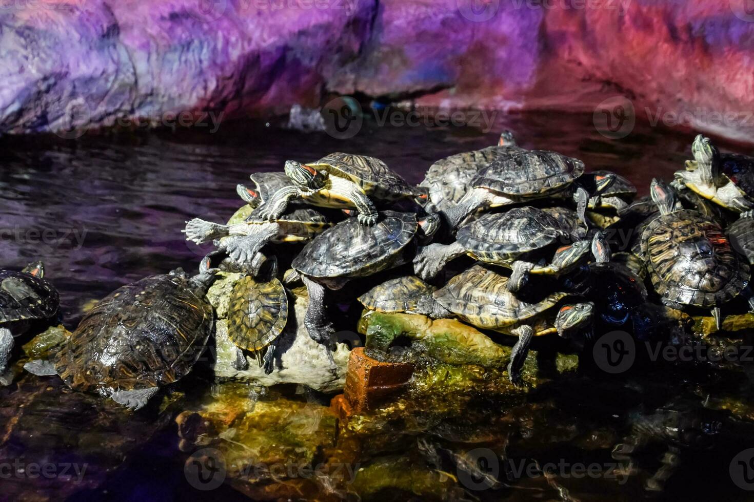 colony of turtles on stone, reptile turtles photo