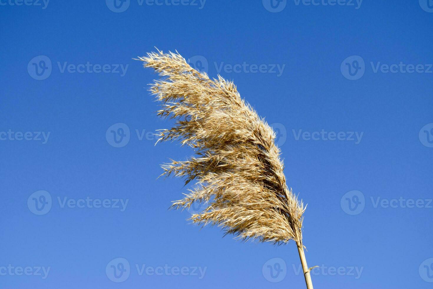 Whisk the dry reeds. Thickets of dry reeds photo