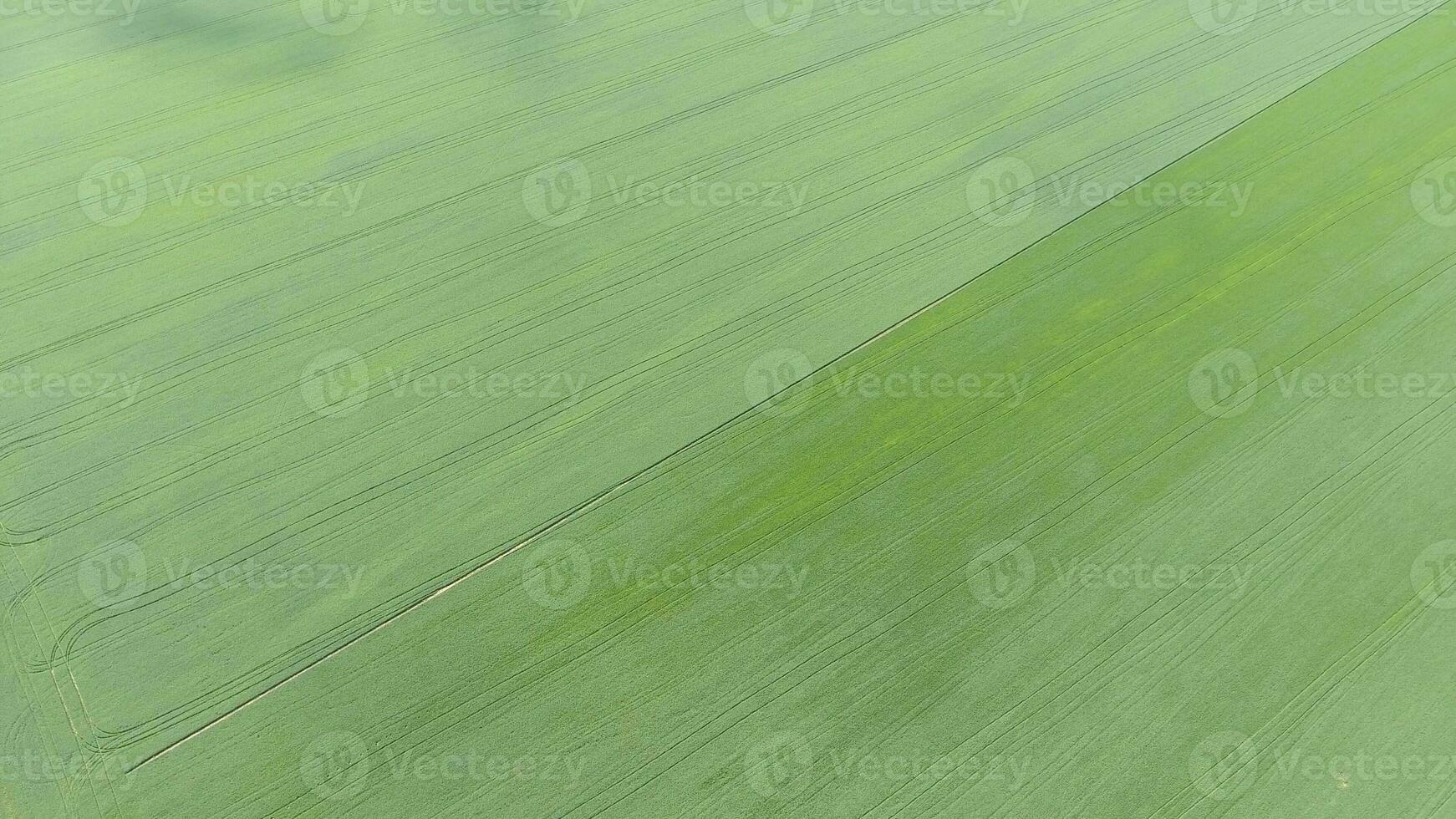 Texture of wheat field. Background of young green wheat on the field. Photo from the quadrocopter. Aerial photo of the wheat field