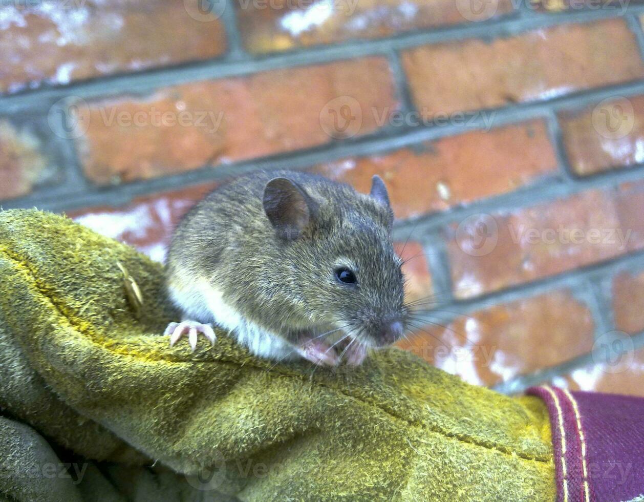 Mice in hand. Ordinary house mice. photo