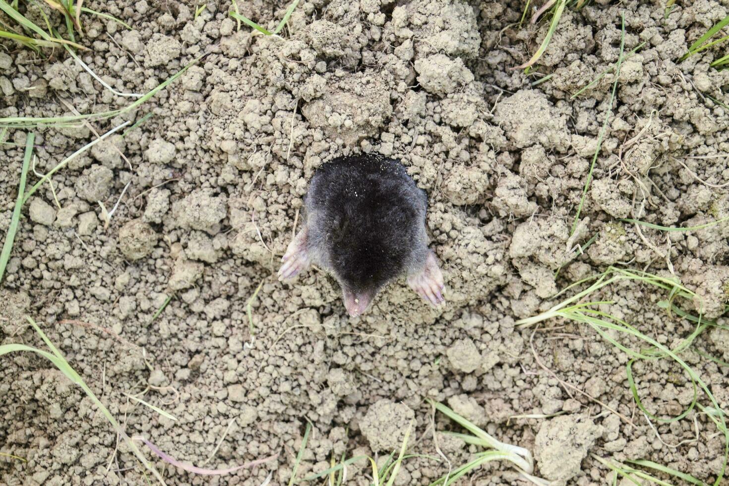 mole climbs out of the hole. Black mole. A mound of earth from a mole. An underground animal is a mole. photo