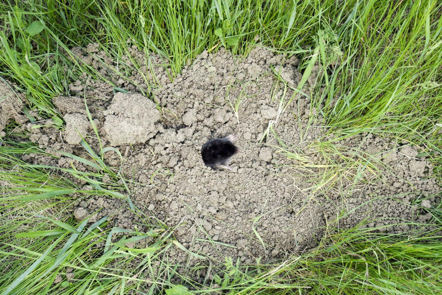 mole climbs out of the hole. Black mole. A mound of earth from a mole. An underground animal is a mole. photo