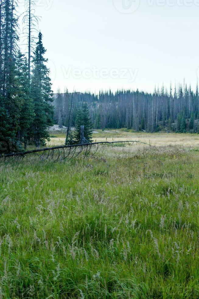 Colorado Weminuche Wilderness Scenery and Meadow photo