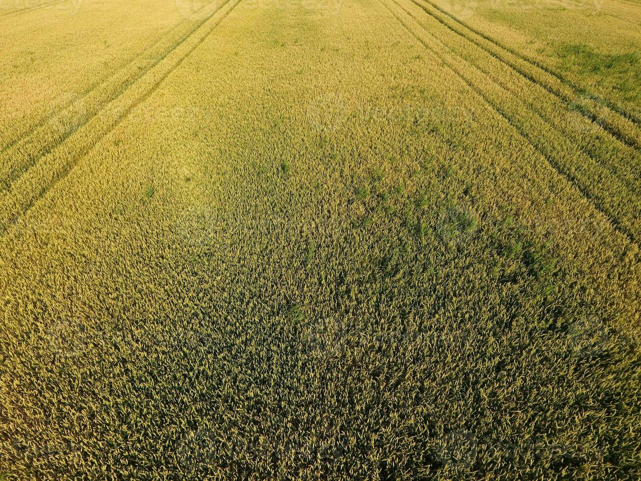 Ripening wheat. Green unripe wheat is a top view. Wheat field photo