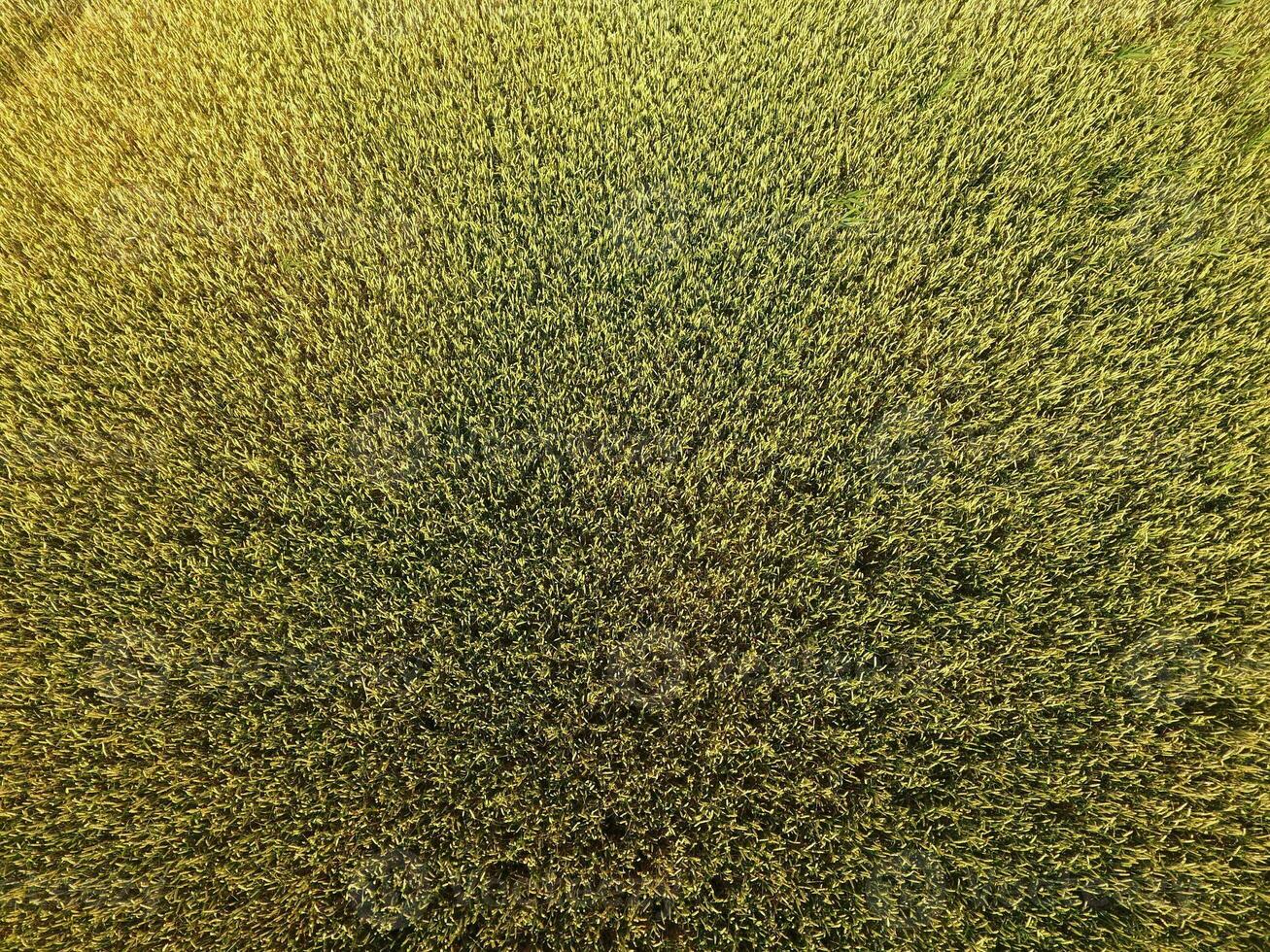Ripening wheat. Green unripe wheat is a top view. Wheat field photo