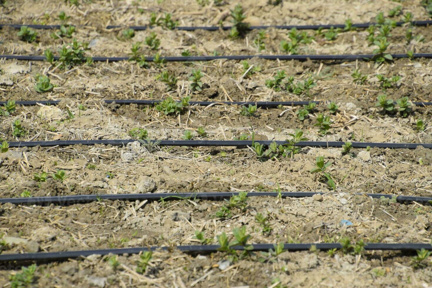 Drip irrigation on field, black hoses drip irrigation. photo
