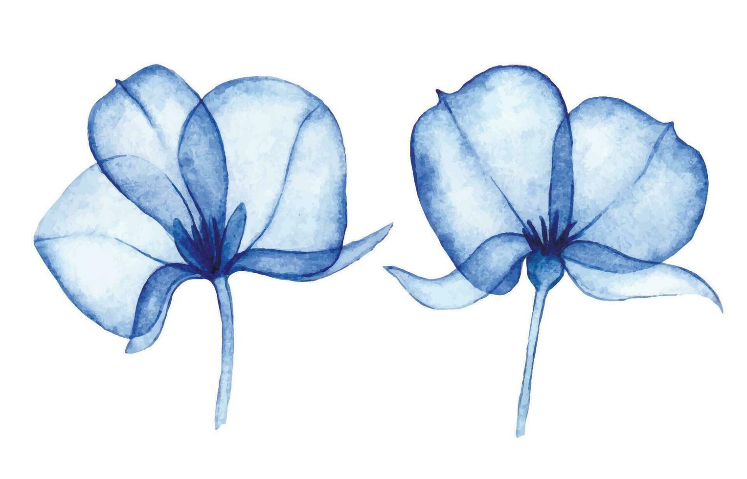 acuarela dibujo, transparente flores conjunto de resumen azul flores radiografía vector