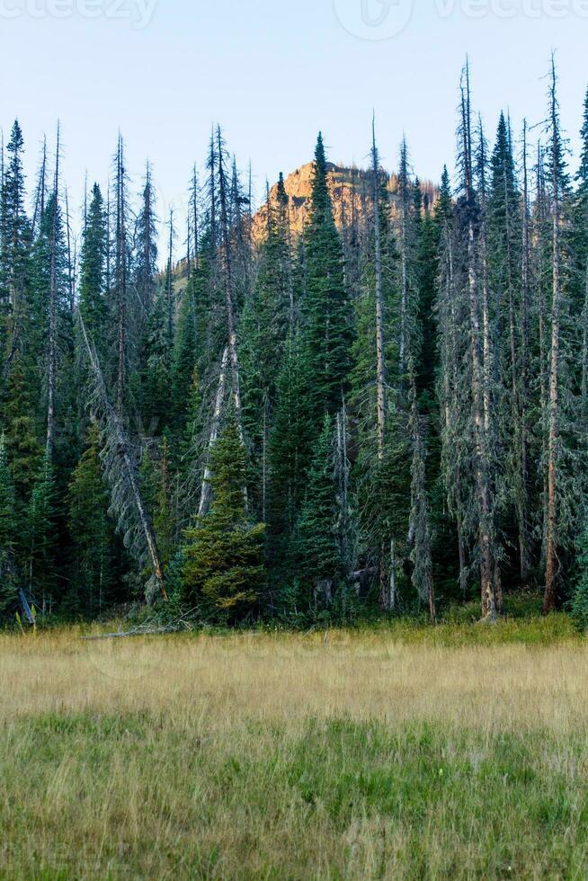 Colorado Weminuche Wilderness Scenery and Meadow photo