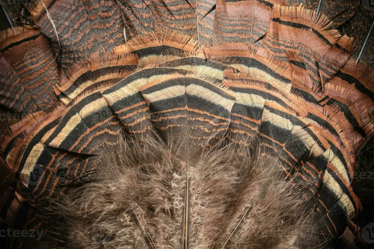 Eastern Wild Turkey Tail Feathers Fan Closeup photo