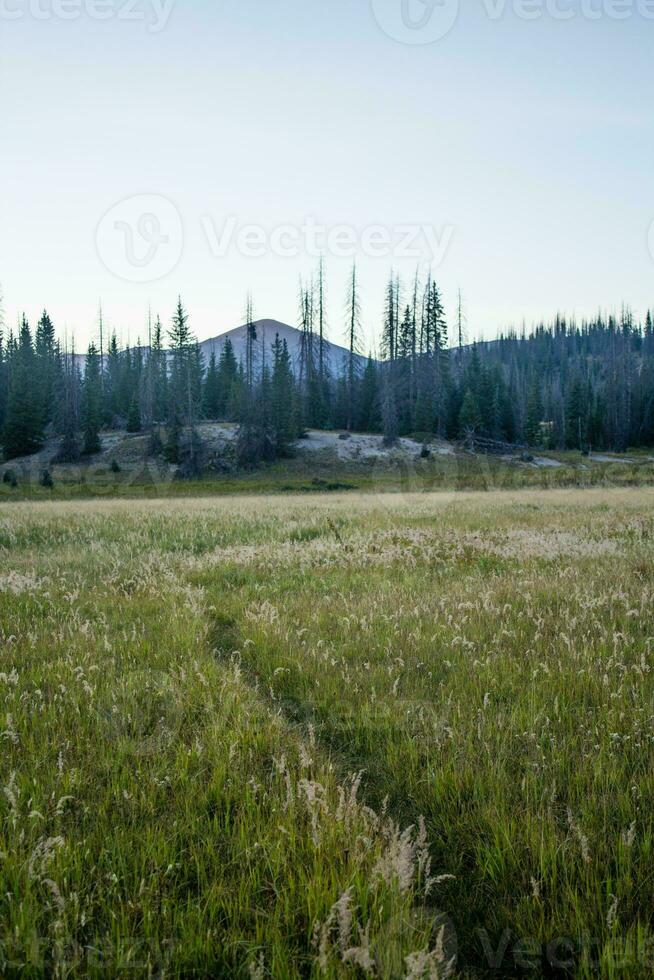 Colorado Weminuche Wilderness Scenery and Meadow photo