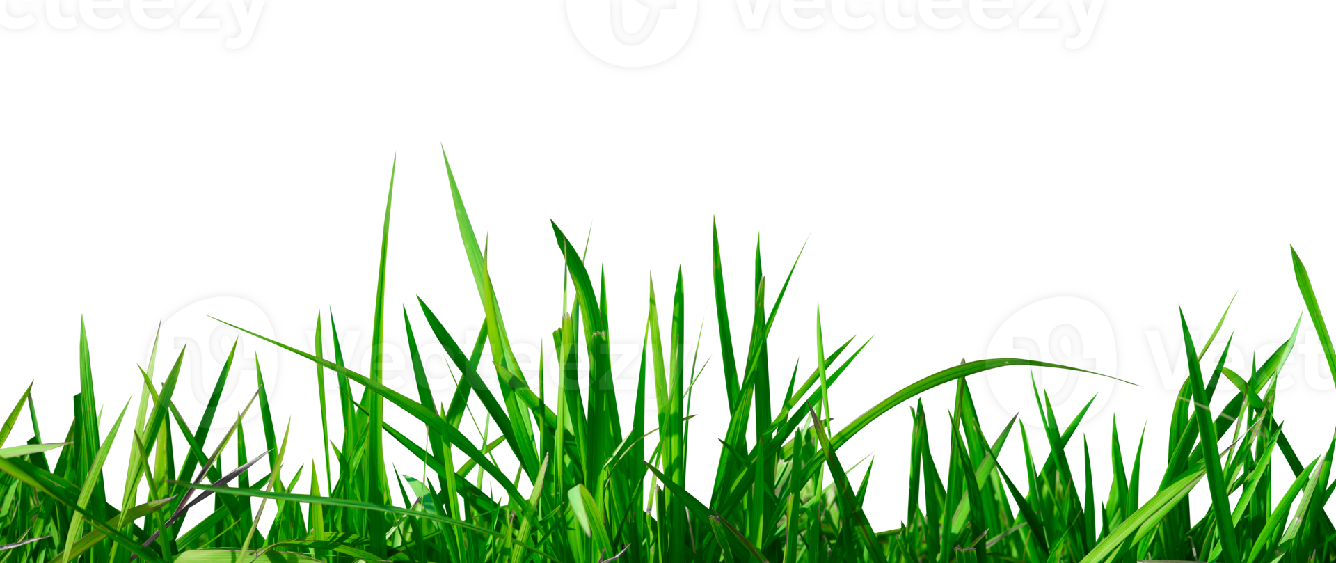 abstract green grass isolated element png
