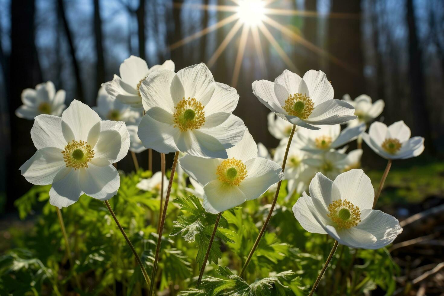 AI generated Beautiful white anemone flowers blooming in spring forest, AI Generated photo