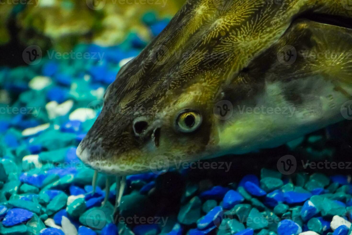 Fish sturgeon swims in the aquarium of oceanarium. Sturgeon fish photo