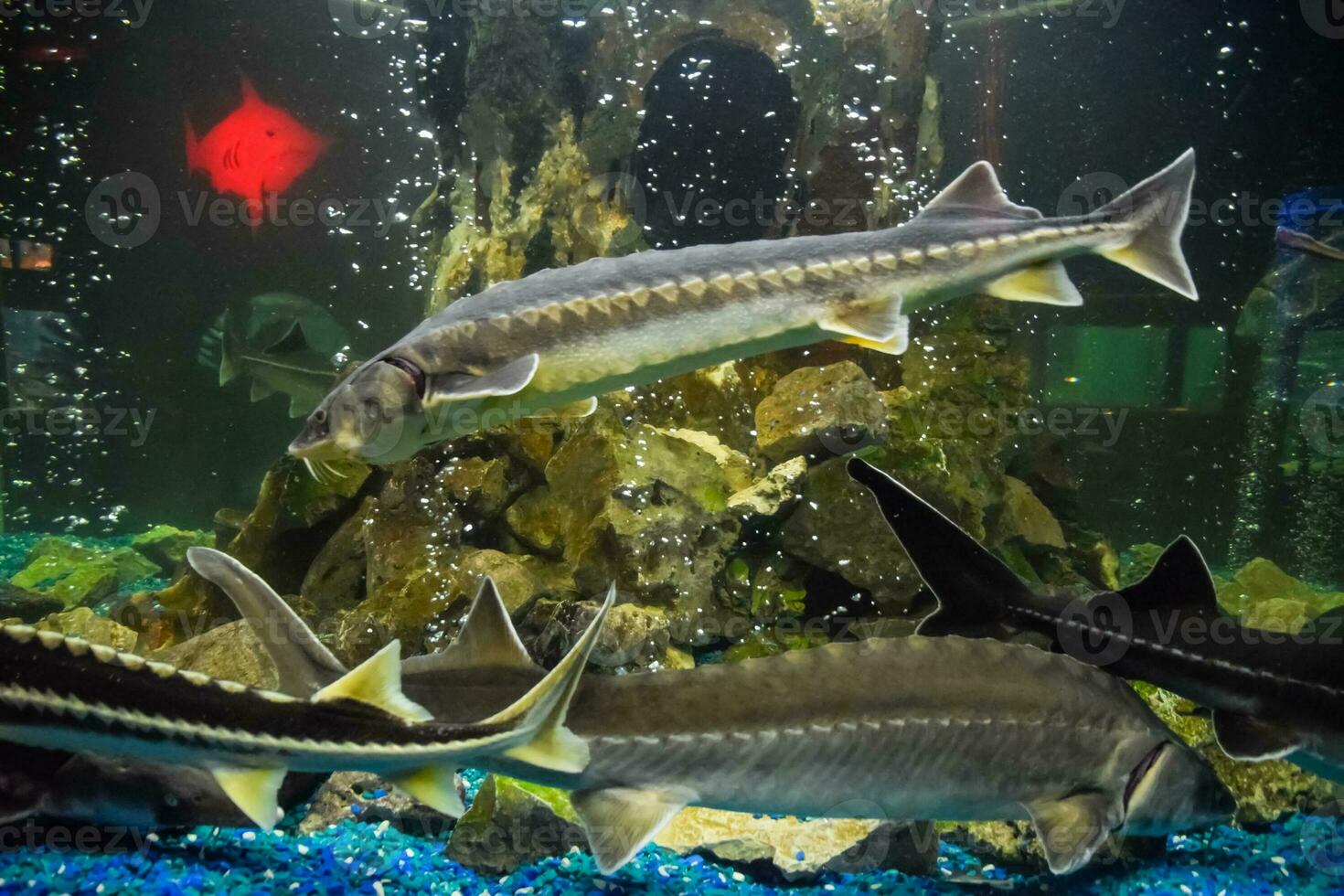 Fish sturgeon swims in the aquarium of oceanarium. Sturgeon fish photo