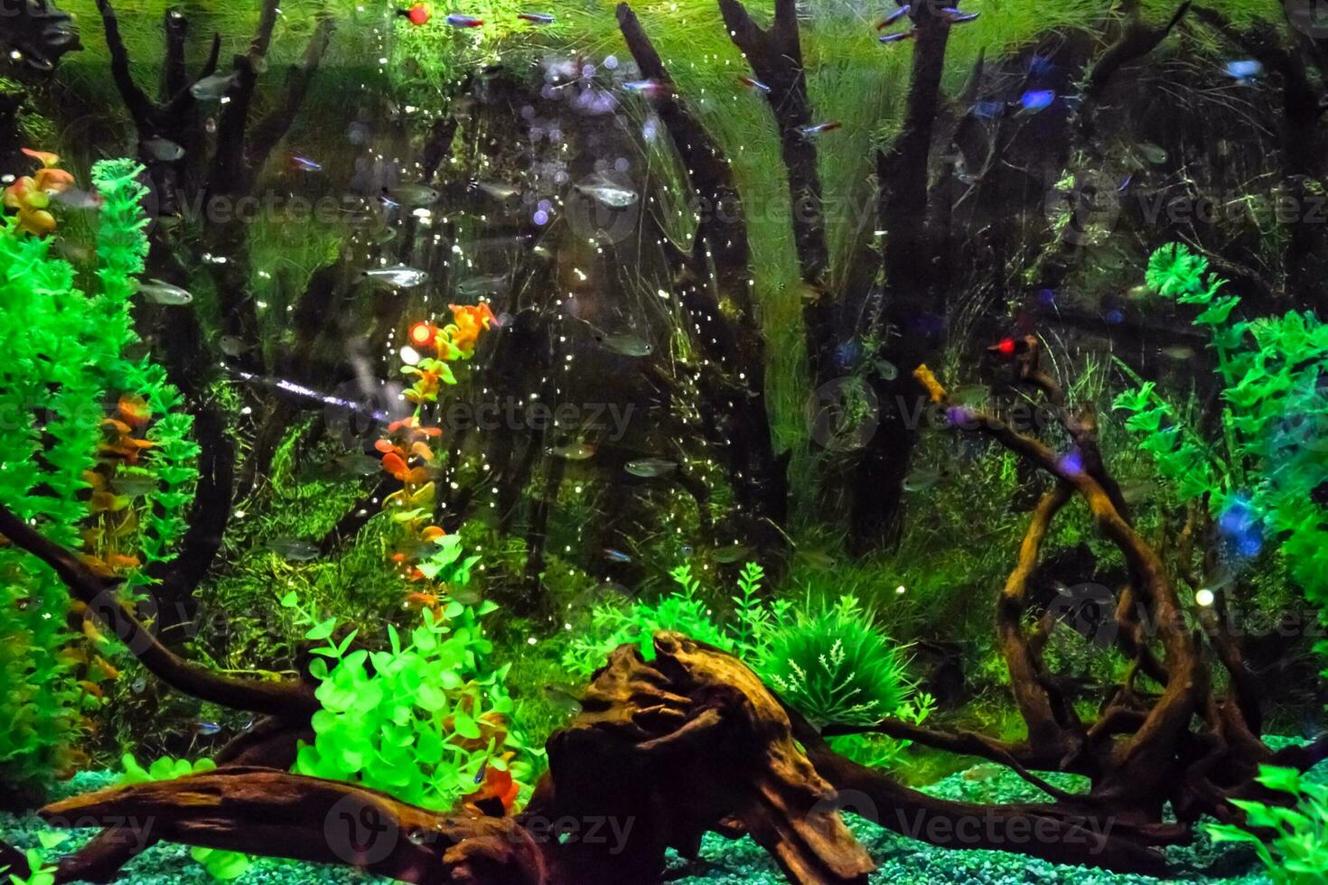 Wall mounted aquarium with tropical fish photo