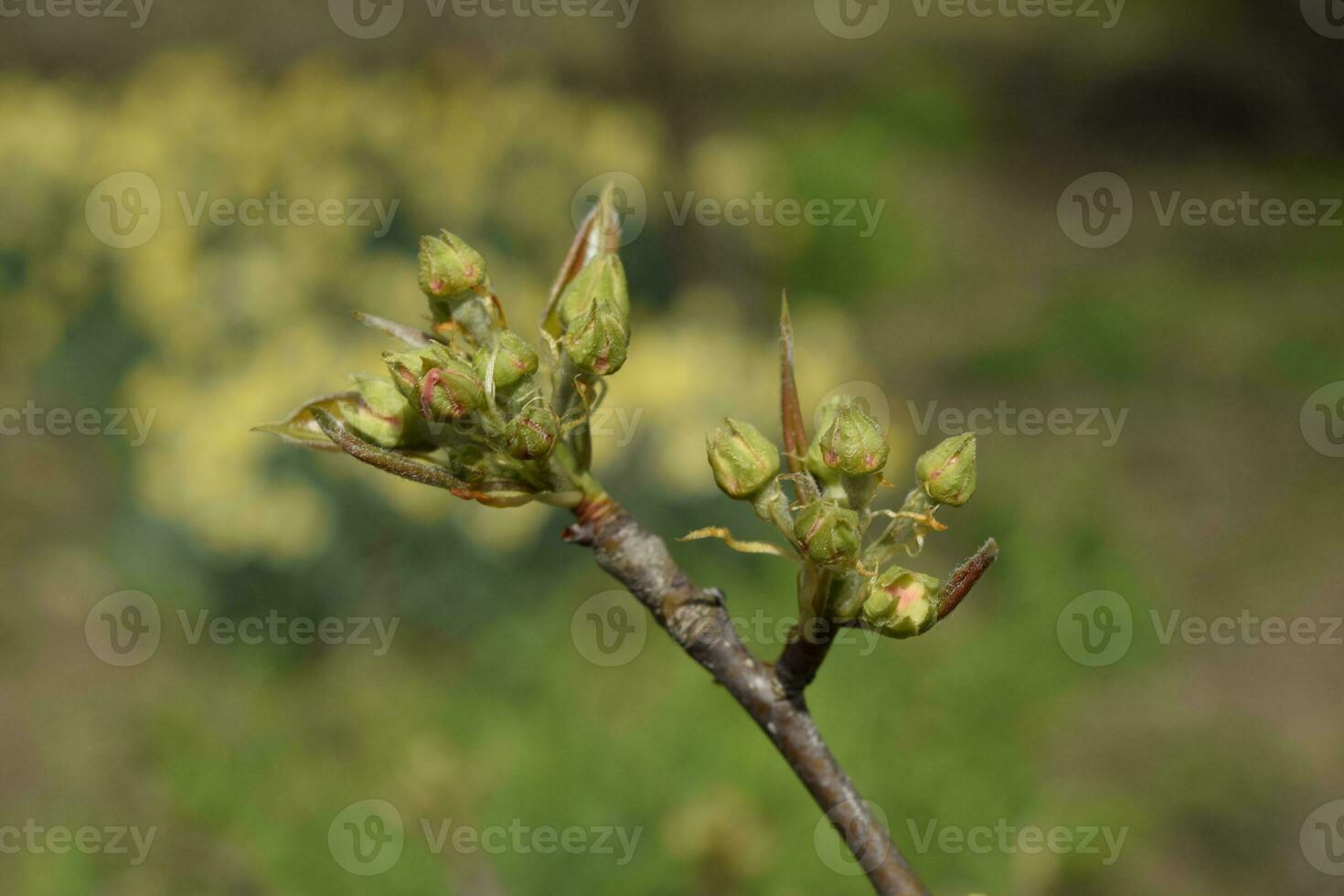 Blossoming buds of pear tree. Dissolve kidney pears photo