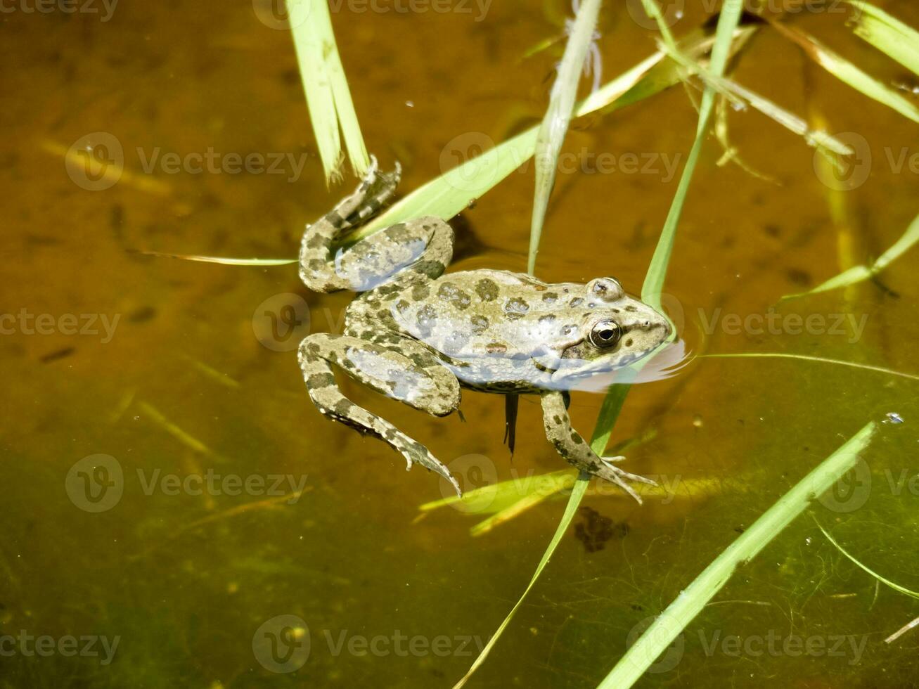 el verde rana. el anfibio rana es común. foto