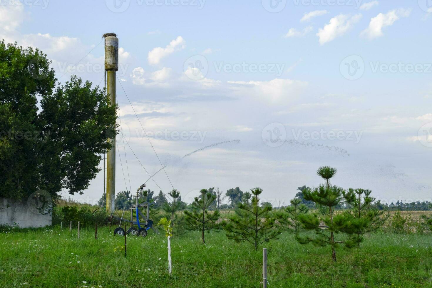 Irrigation system Watering in the garden. Watering the seedlings in the park. Watering the fields. Sprinkler. photo