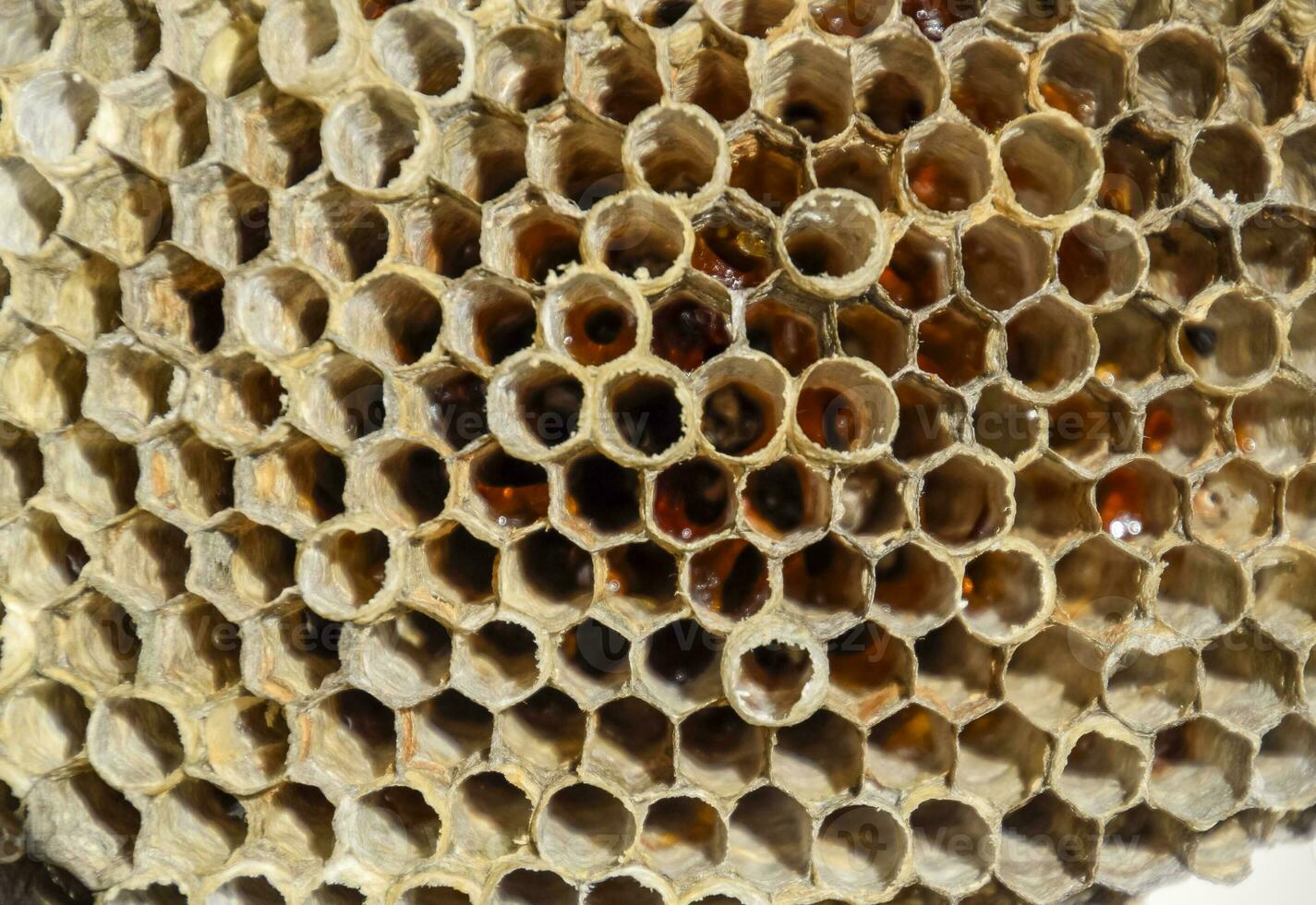 The nest is aspen, polist. The aspen nest at the end of the breeding season. Stocks of honey in honeycombs. Aspen honey. Vespa photo