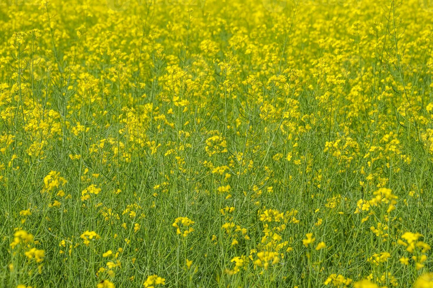 Rapeseed field. Background of rape blossoms. Flowering rape on the field. photo
