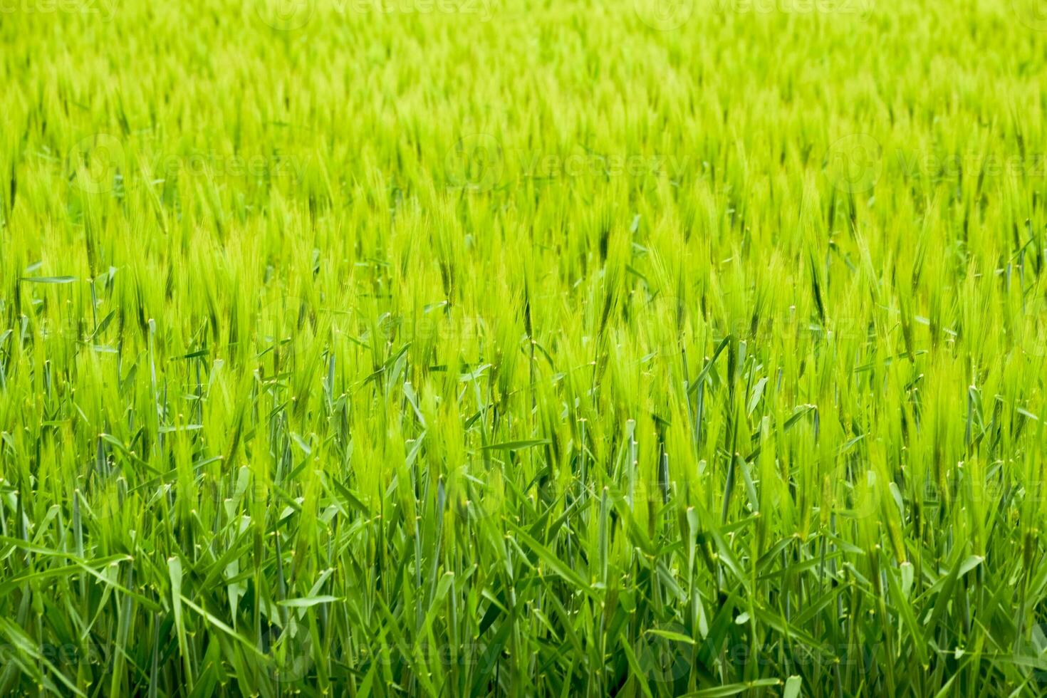 field of green immature barley. Spikelets of barley. The field is barley, Rural landscape. photo