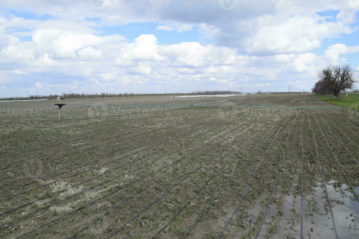 Drip irrigation on field, black hoses drip irrigation. photo