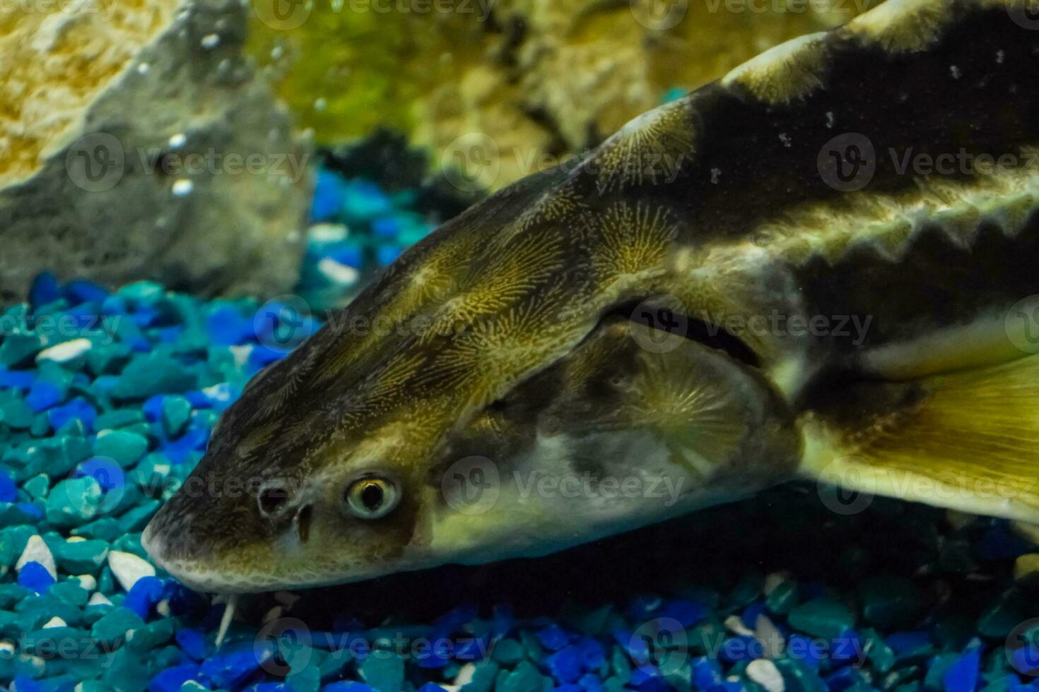 Fish sturgeon swims in the aquarium of oceanarium. Sturgeon fish photo