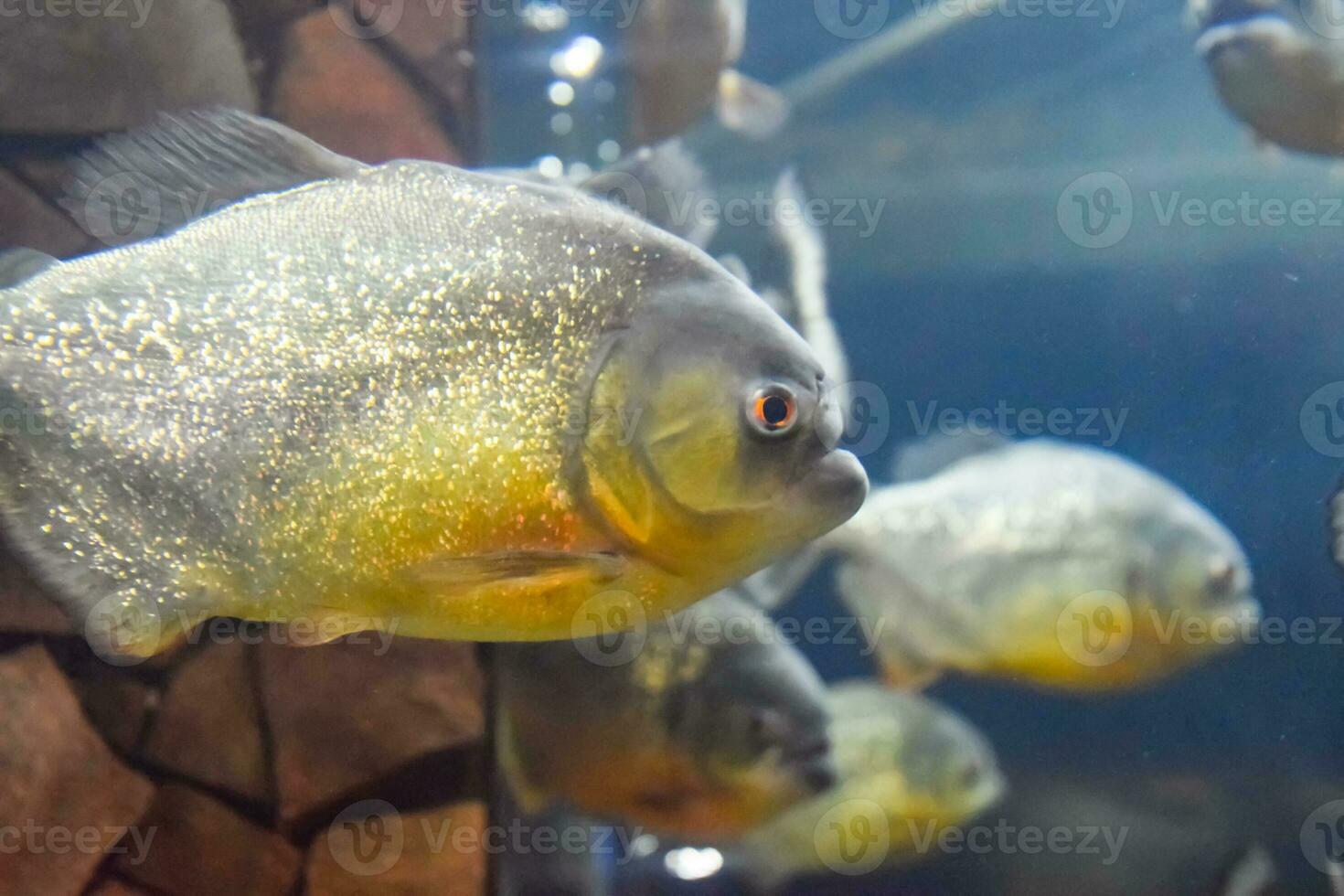 Red bellied piranha Pygocentrus nattereri photo