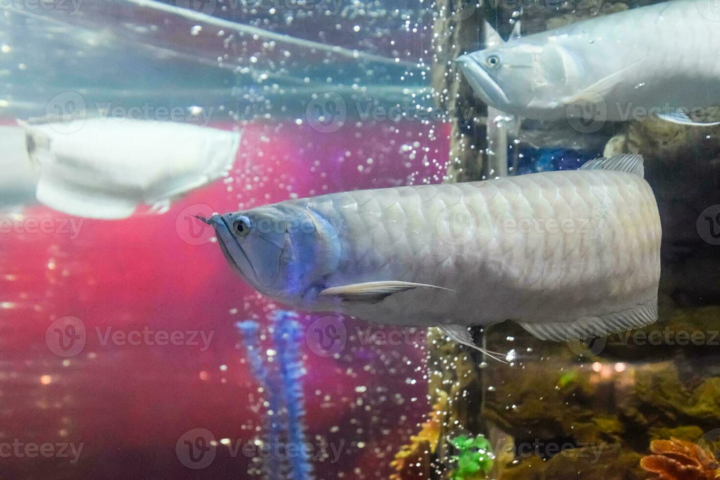 osteogloso bicirroso plata arowana, osteogloso bicirroso foto