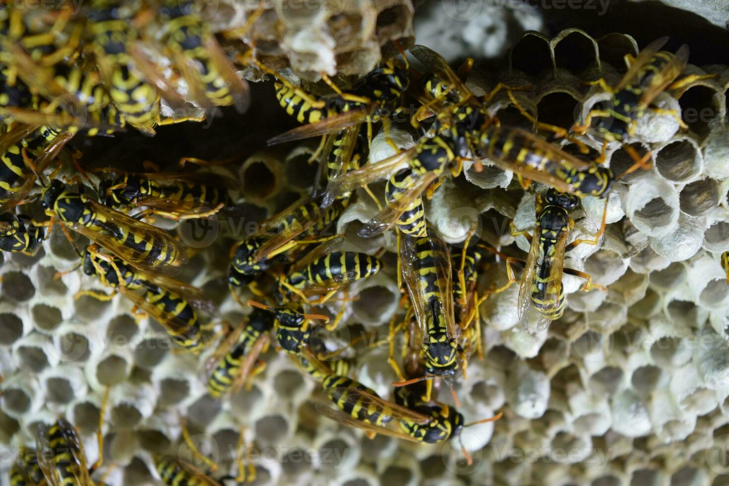 Wasp nest with wasps sitting on it. Wasps polist. The nest of a family of wasps which is taken a close-up photo