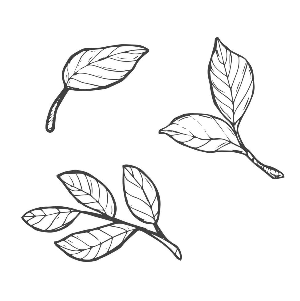 Doodle tree leaf sketch isolated on white vector