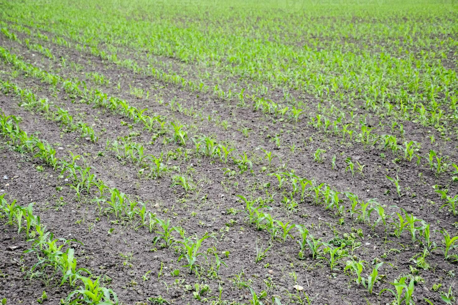 Cornfield. Small corn sprouts, field landscape. Loose soil and stalks of corn on the field. photo