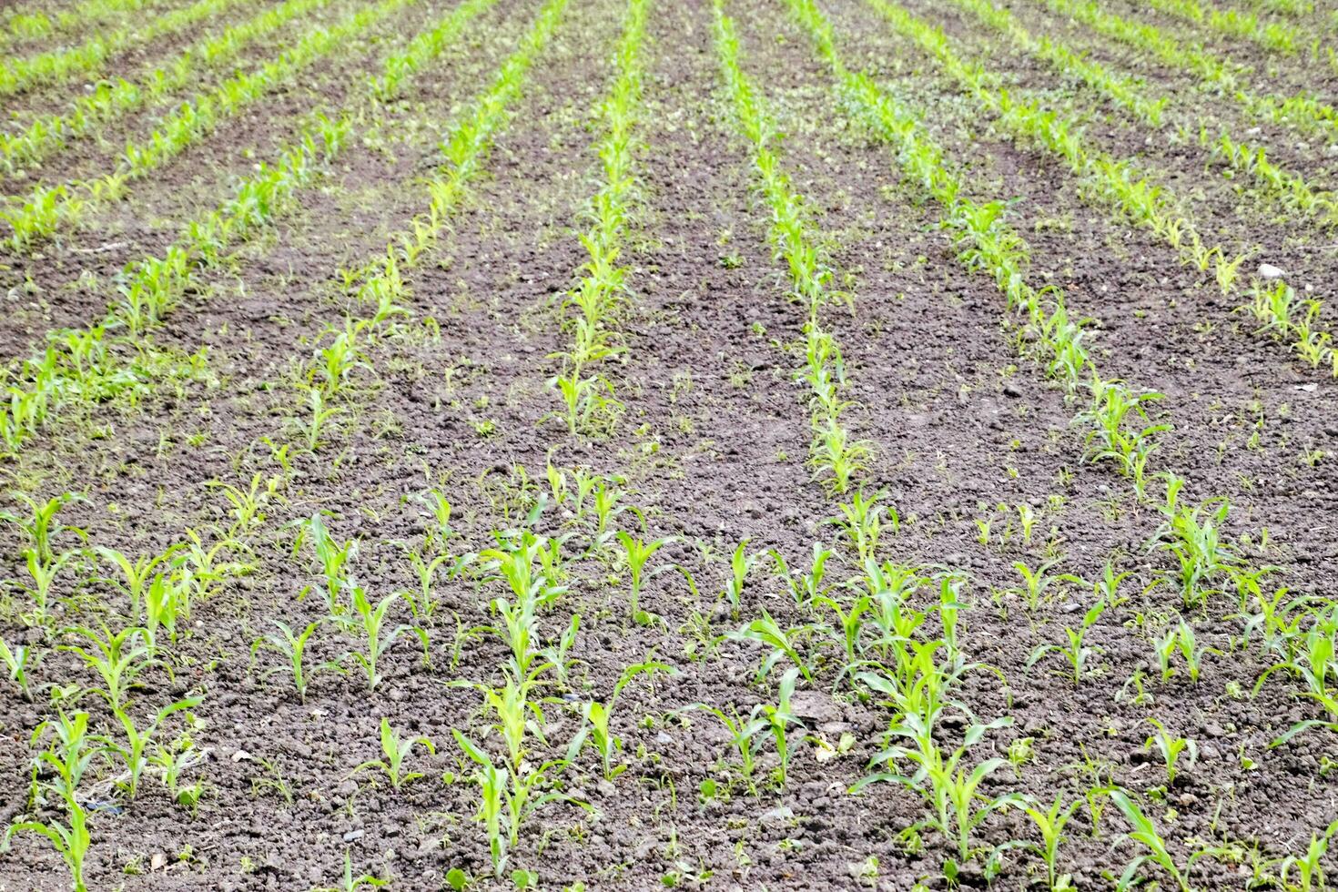 Cornfield. Small corn sprouts, field landscape. Loose soil and stalks of corn on the field. photo