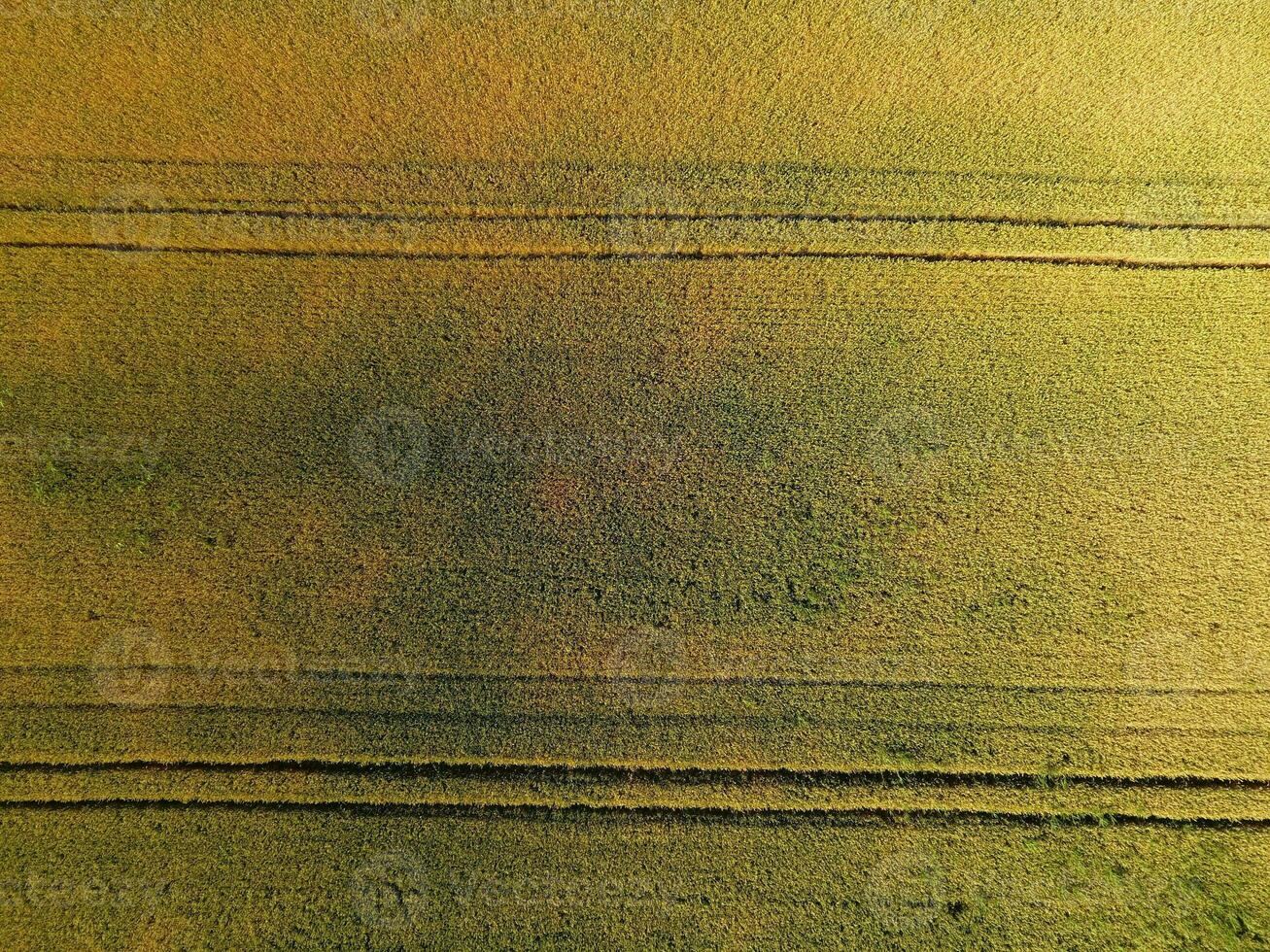 Ripening wheat. Green unripe wheat is a top view. Wheat field photo
