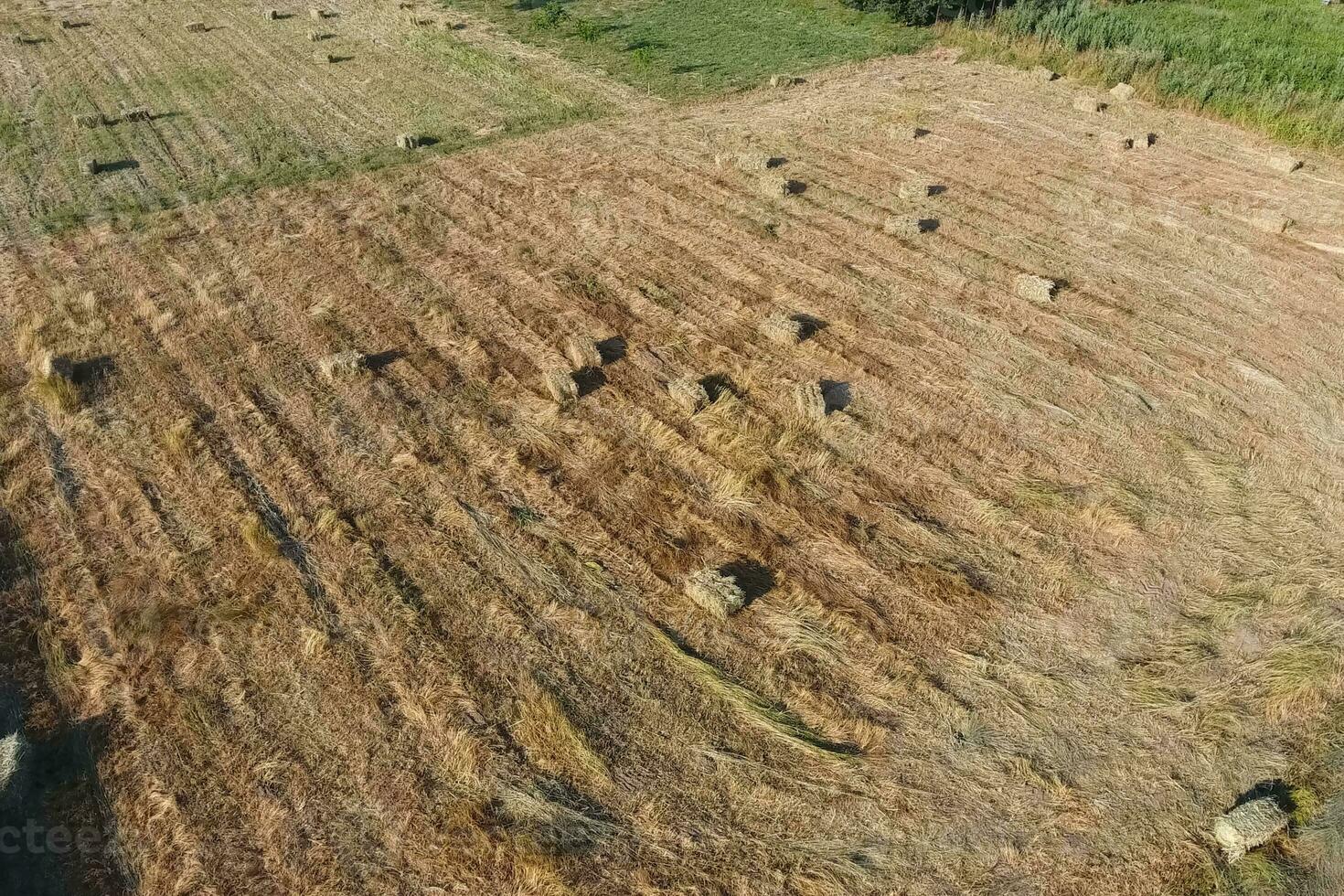 Rectangular bales of hay on the field. Hay photo