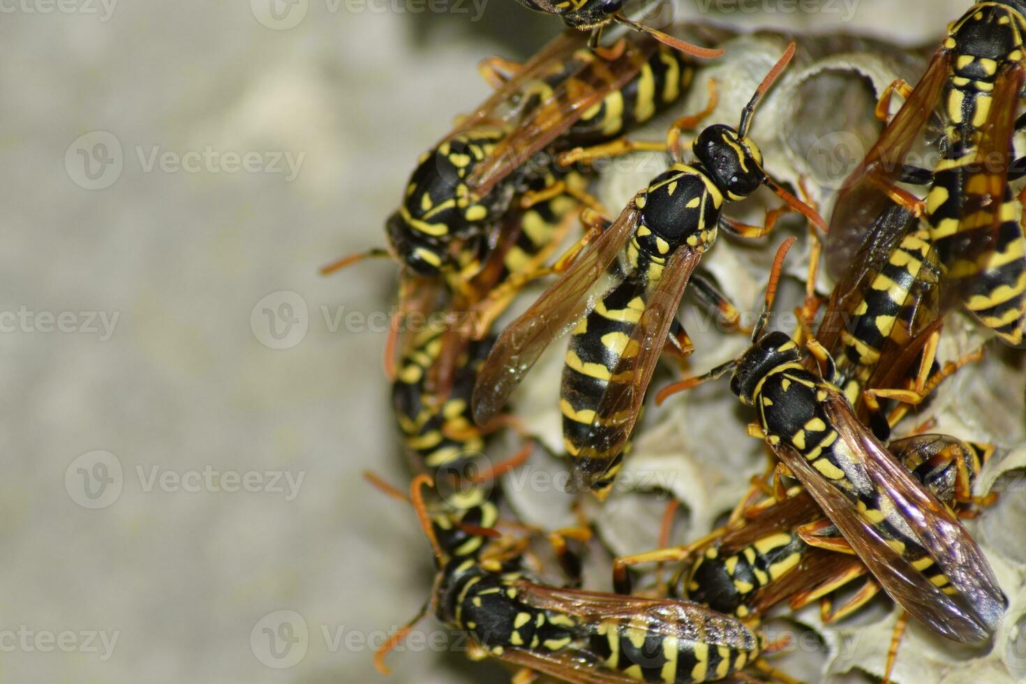 Wasp nest with wasps sitting on it. Wasps polist. The nest of a family of wasps which is taken a close-up photo