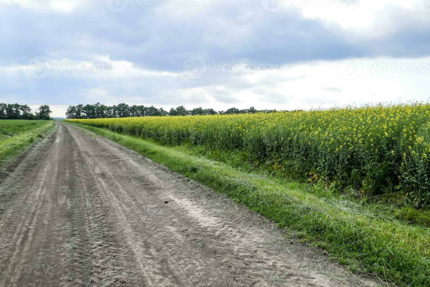 la carretera en colza campo y bosque cinturón para viento proteccion. foto