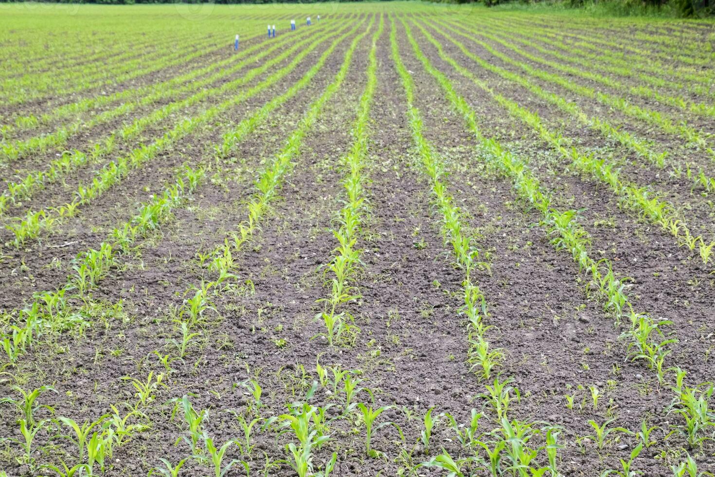 Cornfield. Small corn sprouts, field landscape. Loose soil and stalks of corn on the field. photo