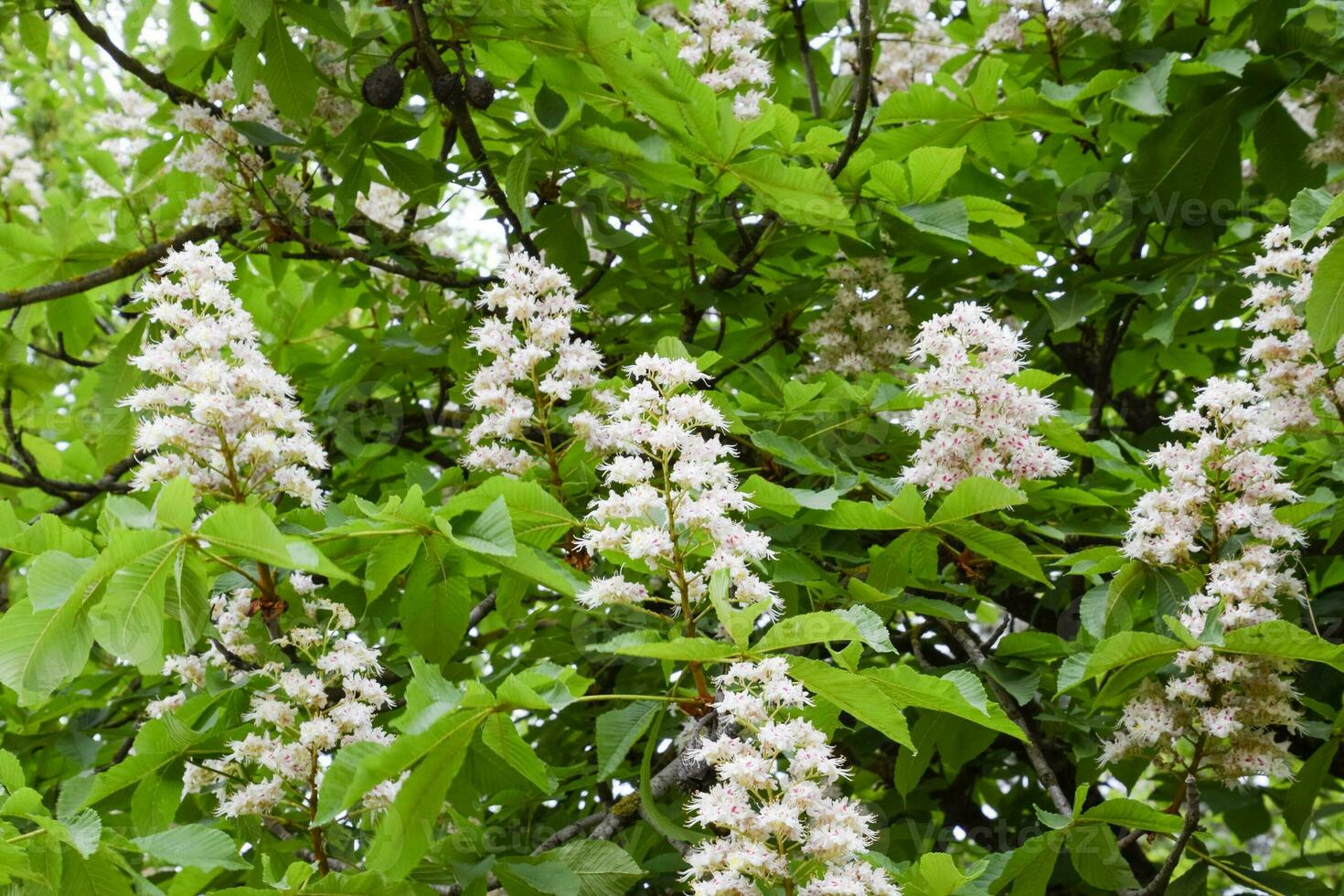 Flowering chestnut horse. White bunches of chestnut flowers. photo