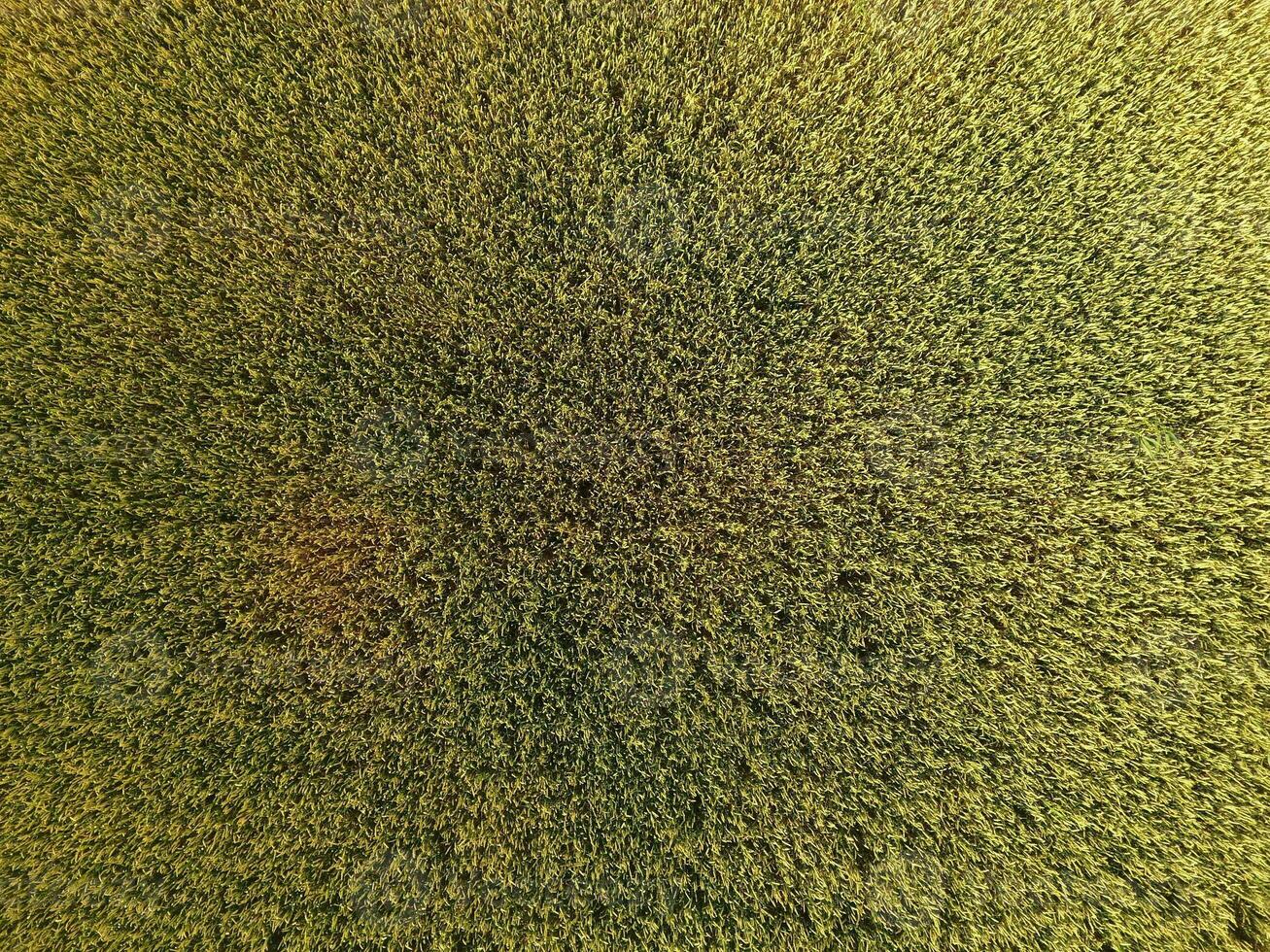 Ripening wheat. Green unripe wheat is a top view. Wheat field photo