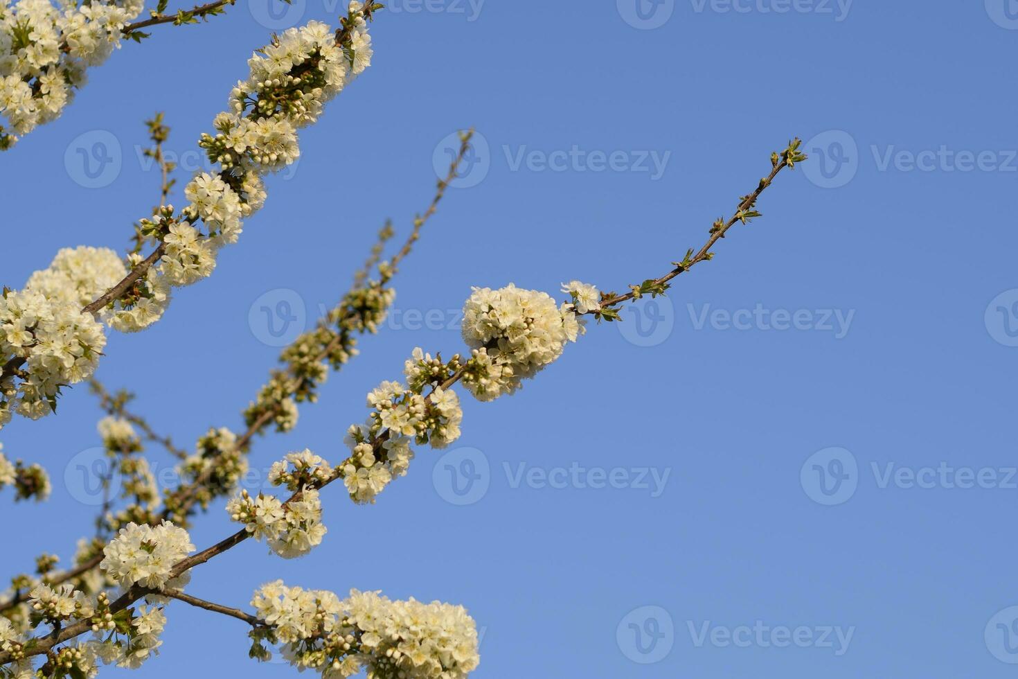 Prunus avium Flowering cherry. Cherry flowers on a tree branch photo