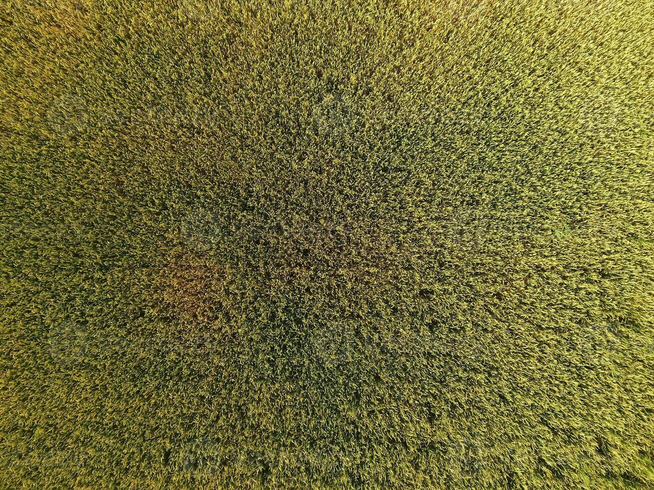 Ripening wheat. Green unripe wheat is a top view. Wheat field photo