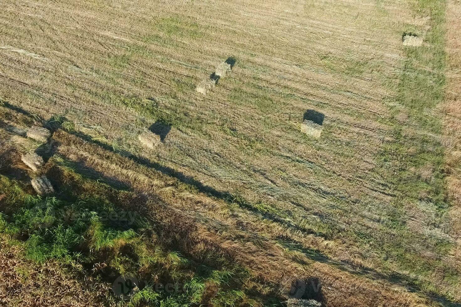 Rectangular bales of hay on the field. Hay photo